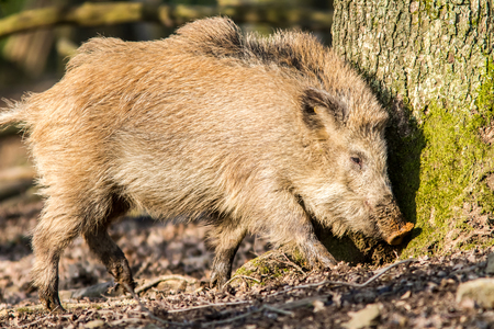Wild Boar (sus scrofa scrofa) searching for food - wild board enclosure, Roetgen, Germanyの写真素材