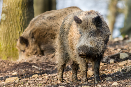 Wild Boar (sus scrofa scrofa) searching for food - wild board enclosure, Roetgen, Germanyの写真素材
