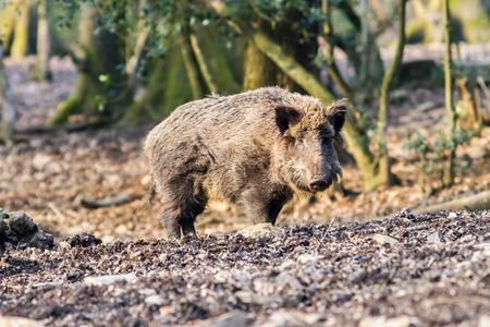 Wild Boar (sus scrofa scrofa) searching for food - wild board enclosure, Roetgen, Germanyの写真素材