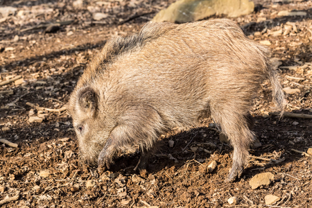 Wild Boar (sus scrofa scrofa) searching for food - wild board enclosure, Roetgen, Germanyの写真素材