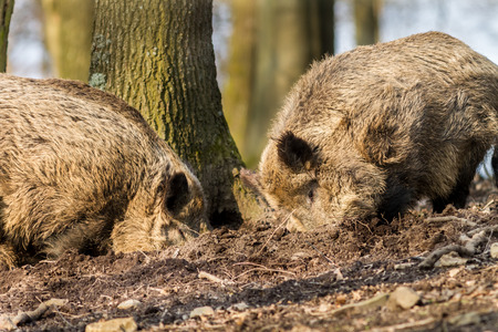 Wild Boar (sus scrofa scrofa) searching for food - wild board enclosure, Roetgen, Germanyの写真素材