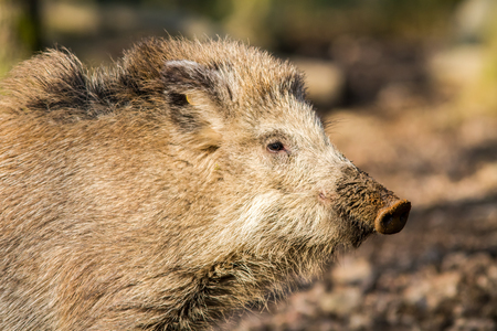Wild Boar (sus scrofa scrofa) searching for food - wild board enclosure, Roetgen, Germanyの写真素材