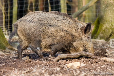Wild Boar (sus scrofa scrofa) searching for food - wild board enclosure, Roetgen, Germanyの写真素材