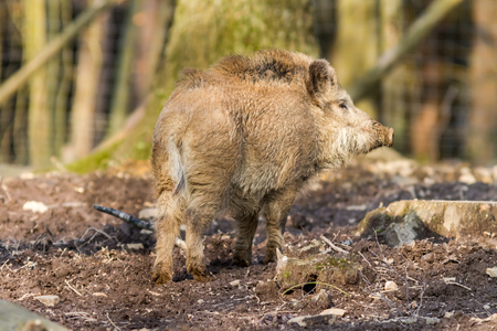 Wild Boar (sus scrofa scrofa) searching for food - wild board enclosure, Roetgen, Germanyの写真素材