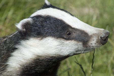 Badgerの写真素材