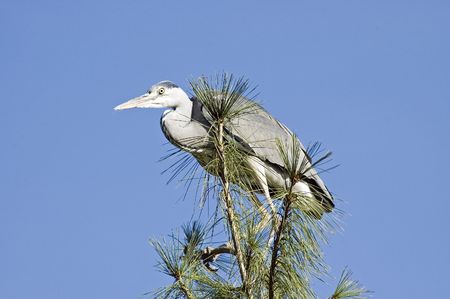 Grey Heronの写真素材