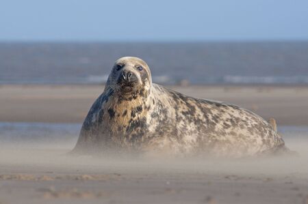 Grey Sealの写真素材