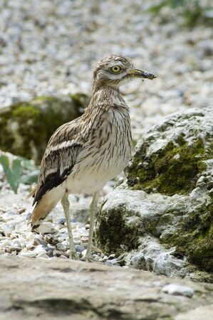 Stone Curlewの写真素材