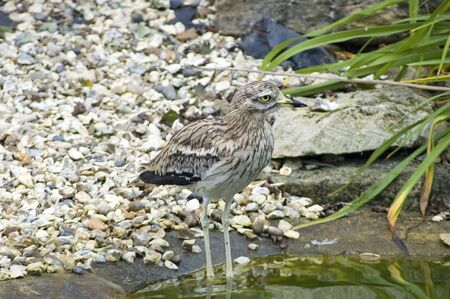 Stone Curlewの写真素材