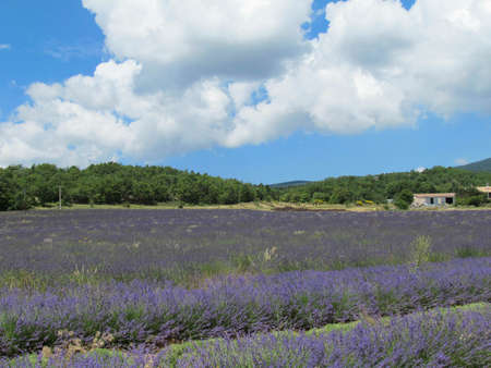 French lavender field at Sault (Provence)の写真素材
