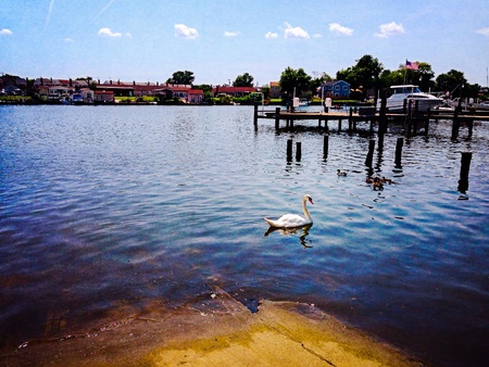 A swan enjoys a lovely day in the water in Essex, Maryland. の素材
