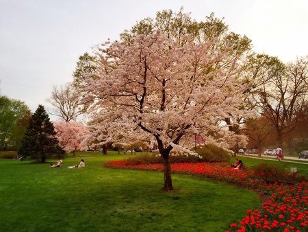 There's nothing like springtime in the park as trees and tulips bloom.の素材