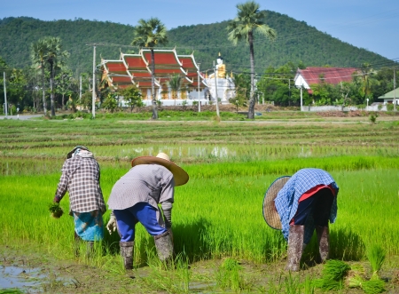 farmer working planting rice in farmのeditorial素材