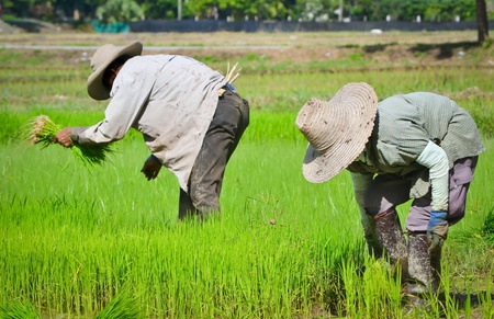 farmer working planting rice in farmのeditorial素材