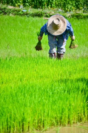 farmer working planting rice in farmのeditorial素材