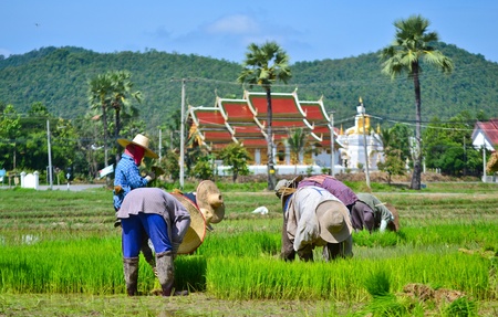 farmer working planting rice in farmのeditorial素材