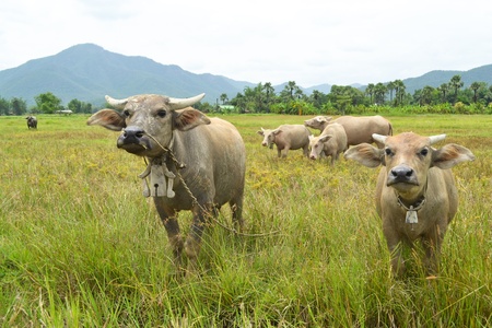 asia buffalo in country field of northern thailandの写真素材