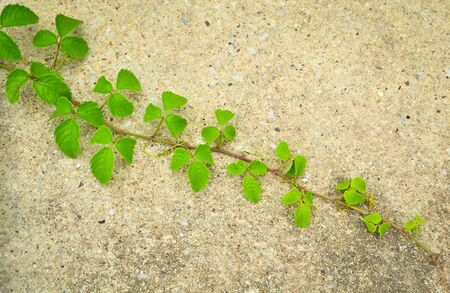 branch on the wallの写真素材