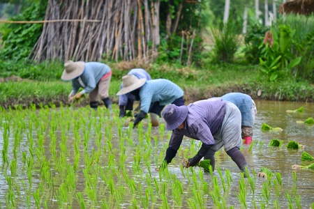 farmer working planting rice in farm of Thailand southeast asiaのeditorial素材