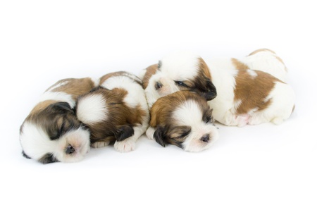 cute puppy dogの写真素材