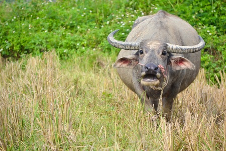 water buffalo in country field of northern thailand southeast asia