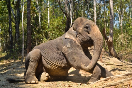 Big Asia Elephant Sit In The Forestの写真素材