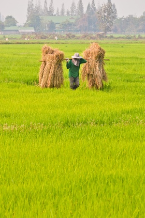 Farmer Of Thailandの写真素材