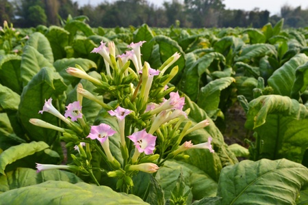 Tobacco s Flowers in The farm Of Thailandの写真素材