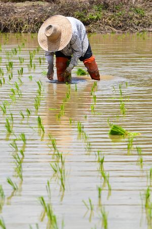 farmer working planting rice in farm of Thailand southeast asiaのeditorial素材