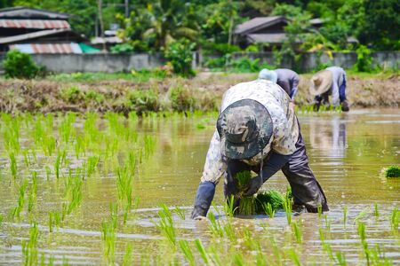 farmer working planting rice in farm of Thailand southeast asiaの写真素材
