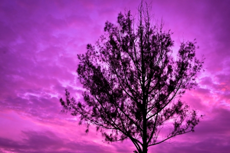 tree sihouetteの写真素材