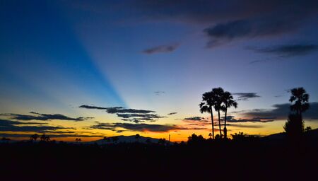 palm tree sihouette on twilight timeの写真素材