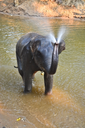 asia elephant taking a bath in river of northern thailandの写真素材