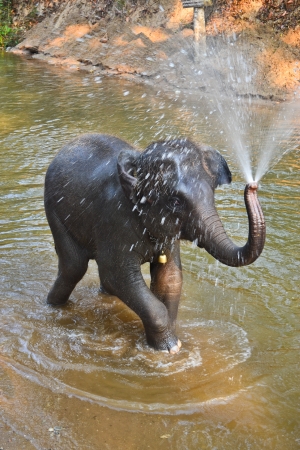 asia elephant taking a bath in river of northern thailandの写真素材