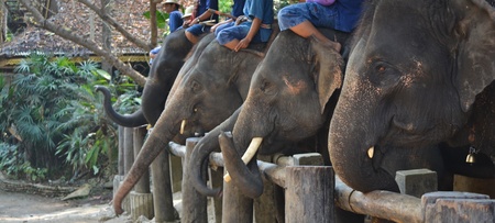 face asia elephant in campのeditorial素材