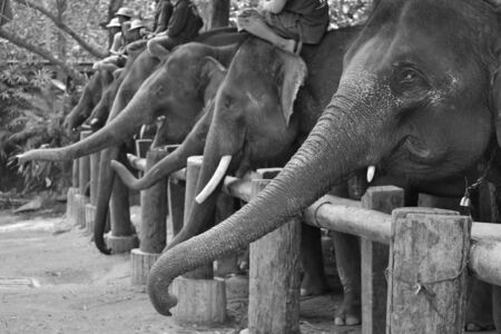 face asia elephant in campの写真素材