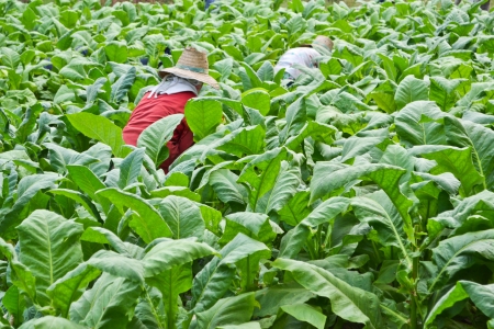 tobacco plant in farm of thailandの写真素材