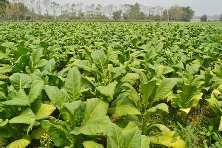 Tobacco Garden Of Thailandの写真素材