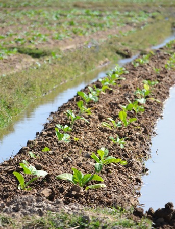 tobacco plant in farm plant and gutterの写真素材