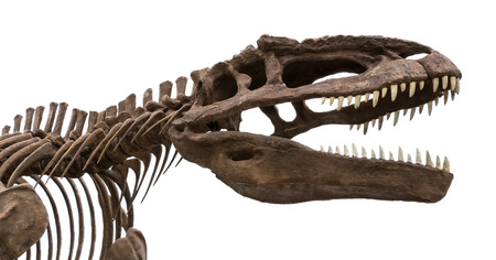 dinosaur fossil isolatedの写真素材