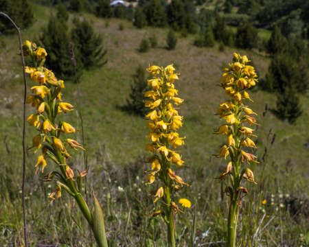 Beautiful flower with field and trees in backgroundの写真素材