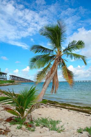 Bridge Palmの写真素材