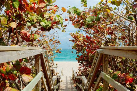 Grape Leave Oceanの写真素材