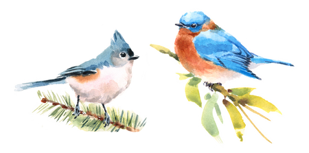Titmouse and Bluebird Two Birds Watercolor Hand Painted Illustration Set isolated on white backgroundの写真素材