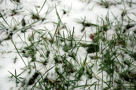 Grass pokes through first snow of the seasonの写真素材