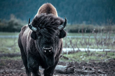 An adult male bison looking straight to the camera. 