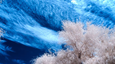 Trees in the foreground against a dramatic sky filled with cloudsの写真素材