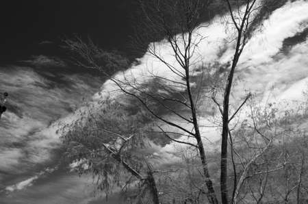 Dramatic image of a tree with no leaves against a cloudy skyの写真素材