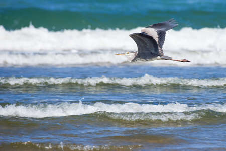 Black headed heron flying low over the wavesの写真素材