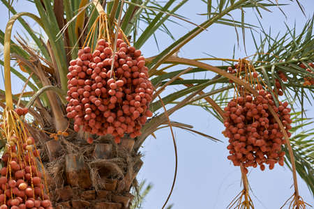 Ripening date palmsの写真素材